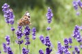 Variegated bright butterfly sitting on lavender Royalty Free Stock Photo