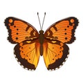 Variegated butterfly, suitable for sticker or icon. Detailed vector illustration