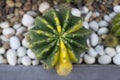 Variegated cactus Echinocactus, a succulent plant with green and yellow stem, round-shaped.