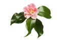 Variegated camellia flower Royalty Free Stock Photo