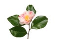 Variegated Camellia flower Royalty Free Stock Photo