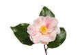 Variegated camellia flower Royalty Free Stock Photo