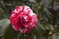 Variegated camellia Royalty Free Stock Photo