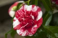 Variegated camellia Royalty Free Stock Photo