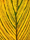 Variegated canna lily leaf motif Royalty Free Stock Photo