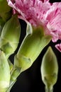 Variegated carnation Royalty Free Stock Photo