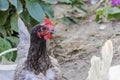 Variegated chicken close-up on the farm. Laying hen on grazing. Natural farm production