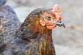 Variegated chicken close-up on the farm. Laying hen on grazing. Natural farm production