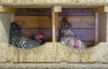 Variegated chickens hens in coop henhouse on the henroost roost. Incubate eggs.