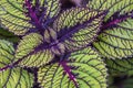 Variegated Coleus Leaves Royalty Free Stock Photo