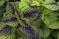 Variegated Coleus Mascara Mesh