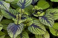 Variegated Coleus Mascara Mesh