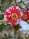 Variegated common camellia at Eden Gardens State Park Florida Royalty Free Stock Photo