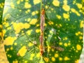 Variegated croton leaves and two ant