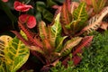 Variegated croton plant with bright colorful leaves