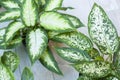 Variegated dieffenbachia. Houseplant close-up. Crop production. Beautiful leaves