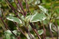 Variegated dogwood Elegantissima