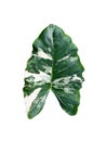 Variegated Elephant Ear Royalty Free Stock Photo