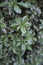 Pieris japonica evergreen foliage