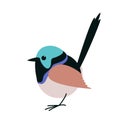 Variegated Fairy Wren bird,vector illustration,flat Royalty Free Stock Photo