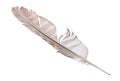 Variegated falcon feather isolated on white Royalty Free Stock Photo