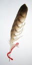 Variegated feather Royalty Free Stock Photo