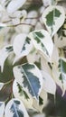 Variegated Ficus Benjamina beautiful house plant with white and green leaves