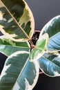 Variegated ficus elastica tineke detail on a dark background.