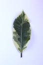 Variegated ficus leaf