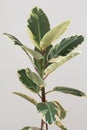 Variegated Ficus shrub houseplant indoor on the grey background