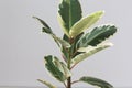 Variegated Ficus shrub houseplant indoor on the grey background