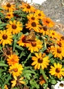 A Variegated Firtillary Brushfoot butterfly feeds on a zinnia flower