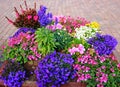 Variegated flower garden