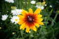 Variegated flower shot in macro