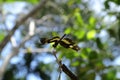 A Variegated Flutterer dragonfly is perched on top of a dry stem tip while spreading its wings parallel Royalty Free Stock Photo