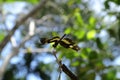 A Variegated Flutterer dragonfly is perched on top of a dry stem tip while spreading its wings parallel