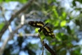 A Variegated Flutterer (Rhyothemis variegata) dragonfly is perched on top of a dry stem tip