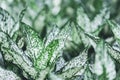 Variegated foliage of Aglaonema houseplant in a nursery