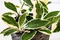 Variegated foliage of hoya carnosa variegata `Krimson Queen` Variegated foliage of hoya carnosa variegata `Krimson Queen` Royalty Free Stock Photo