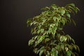 Variegated foliage of a Weeping Fig. Ficus benjamina Royalty Free Stock Photo