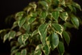 Variegated foliage of a Weeping Fig. Ficus benjamina Royalty Free Stock Photo