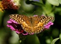 Variegated Fritillary