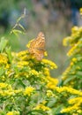 A Variegated Fritillary Brushfoot butterfly, Euptoieta claudia, rests on a Goldenrod