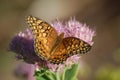 Variegated Fritillary Butterfly, Euptoieta claudia