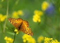 Variegated Fritillary butterfly feeding on yellow spring flowers