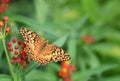 Variegated Fritillary Butterfly On Milkweed Flowers