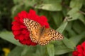 Macro Variegated Fritillary Butterfly On Red Zinnia