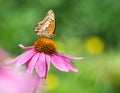 Variegated Fritillary butterfly on purple coneflower