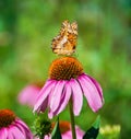 Variegated Fritillary Butterfly On Purple Coneflowers