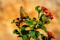 Variegated Fritillary Butterfly Resting On A Lantana Bloom